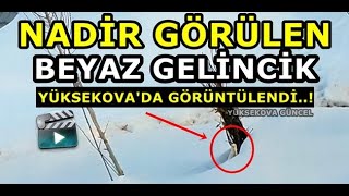 Yüksekova - Nadir Görülen Beyaz Gelincik Yüksekova'da Görüntülendi
