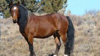 Chris Ledoux :  God Must Be a Cowboy