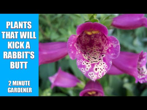 YouTube video about: Will rabbits eat geraniums?