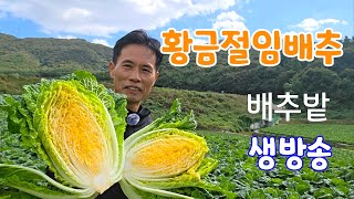 해남 황금배추밭 생방송! 황금절임배추 사전 예약