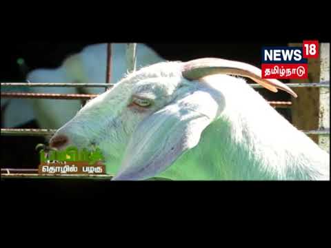 Scientific Goat Farming