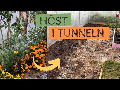 HÖST - Rensar upp, gräver ner kompost och material i bäddarna och höstsår i tunnelväxthuset
