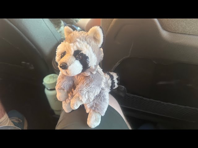 Vídeo relacionado con Wild Republic Flipkins Raccoon, Peluche, 12 cm, Juguete de Felpa, Relleno de Botellas de Agua Recicladas Hiladas