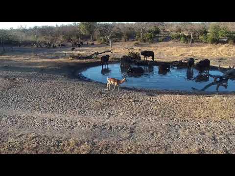 Djuma: African Buffalo herd - 16:37 - 08/23/19