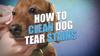 How to Remove Dog Tear Stains Naturally (Quick, Safe and Easy)