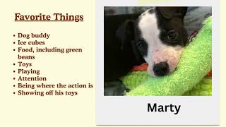 Video preview image #1 Labrador Retriever-Unknown Mix Puppy For Sale in Plainfield, IL, USA