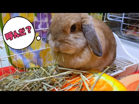 ウサギが木製ケージをかじった場合の対処法