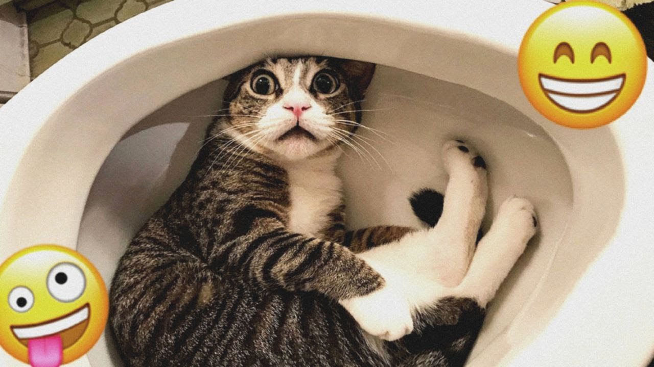 Best Funniest Animal Videos 2024😛😹Funny Dogs And Cats Videos Of The year😎🐶part 19