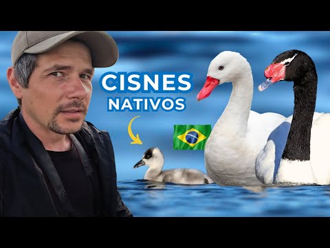 A beleza desconhecida que você precisa ver: CISNES SELVAGENS DO BRASIL | Documentário de Aves