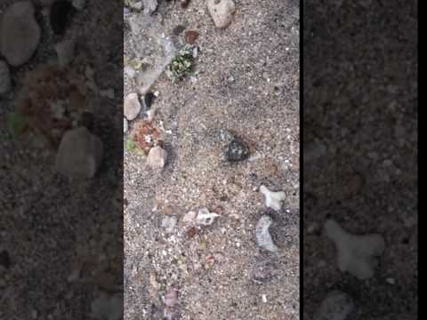 Samitha walawela beliatta