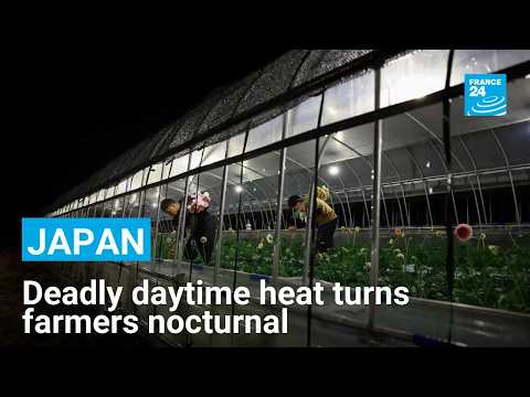 Deadly daytime heat turns Japanese farmers nocturnal
