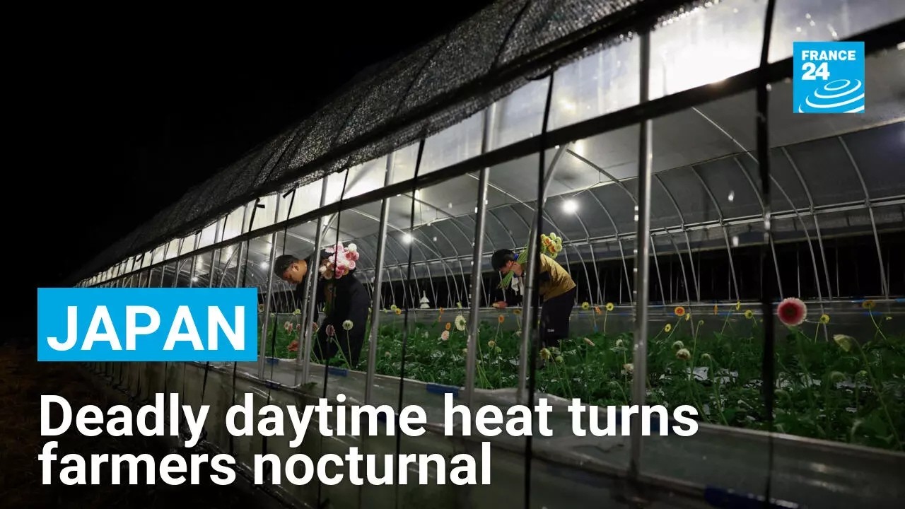 Japan's farmers shift to nighttime harvests as extreme summer heat threatens worker safety