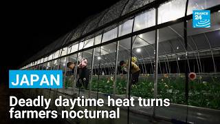Japan's farmers shift to nighttime harvests as extreme summer heat threatens worker safety