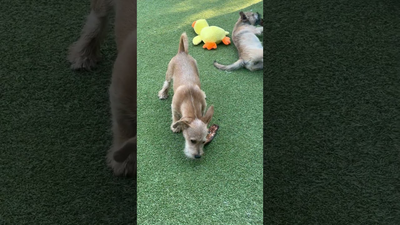 Enlarge DENNNIS, a Adoptable mixed breed in arlington, TN video 2/6