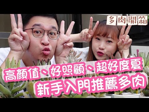 黑星兔