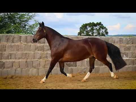 Lote 05 INSÍGNIA DA VENDRAMIN