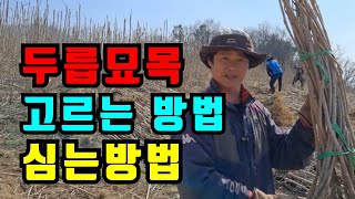 좋은 두릅묘목 구별하기 / 두릅나무심는시기 / 두릅농장 /두릅나무심는방법 /두릅나무 심는간격