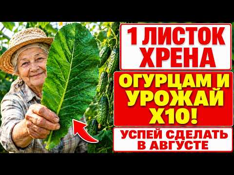 ОГУРЦЫ ЖЕЛТЕЮТ И ГИБНУТ? / 1 ЛИСТ ХРЕНА — И ЛИСТВА ЗЕЛЕНЕЕТ, УРОЖАЙ УДВАИВАЕТСЯ!