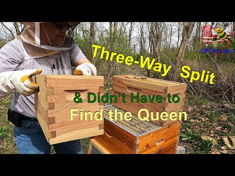 The Elusive Queen Bee: Decoding the Three-Way Split Challenge