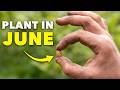 Sow These Seeds in June (Don’t Miss Out) DEFAULT Thumbnail