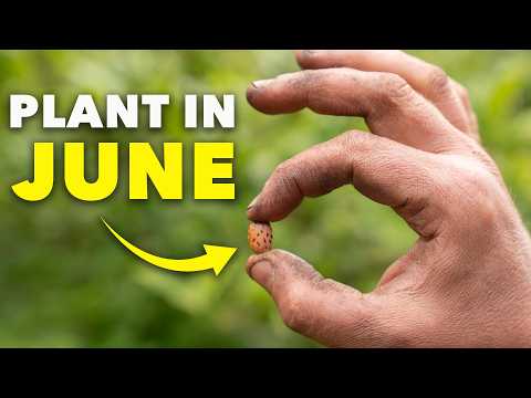 Sow These Seeds in June (Don’t Miss Out)