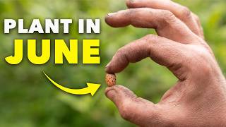 Sow These Seeds in June (Don’t Miss Out) MQDEFAULT Thumbnail
