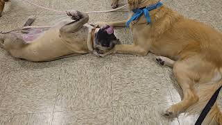 Video preview image #1 Boxer-Unknown Mix Puppy For Sale in Minneapolis, MN, USA