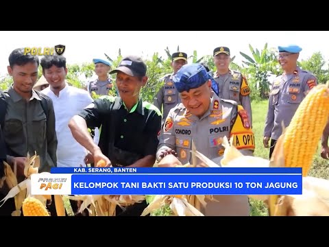 POLRES SERANG PANEN JAGUNG HASIL KETAHANAN PANGAN
