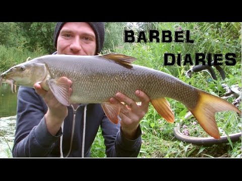 Barbel Diaries pt1 - The Ginger Fisherman