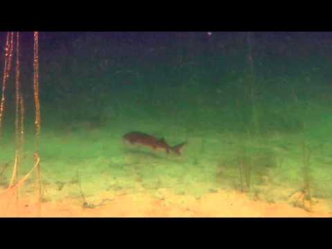 Sterlets Immenhofer See - Andrés Tauchvideos , Immenhofer Baggersee,Bayern,Deutschland