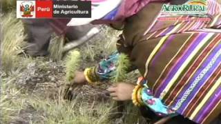 preview picture of video 'SE LOGRO REFORESTACIÓN de 25 MIL PLANTAS EN ZONAS ALTOANDINAS DE MARAYHUACA'