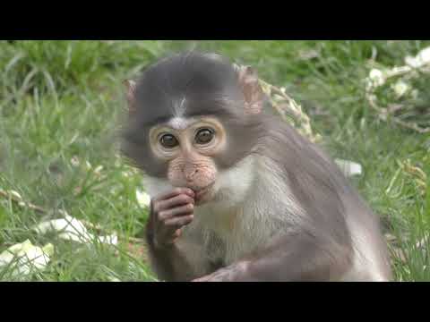 ONDERTUSSEN IN DIERGAARDE BLIJDORP #1 - Meanwhile in Rotterdam Zoo