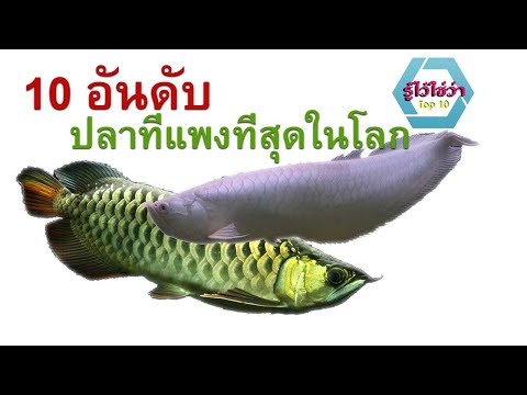 เครื่องดื่มฮอร์โมนใด ๆ เพื่อขยายหน้าอก หน้าอกของ บริษัท ขนาดเล็ก