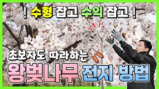 초보자도 따라하는 왕벚나무 전지 방법! 수형 잡고 수익 잡고!