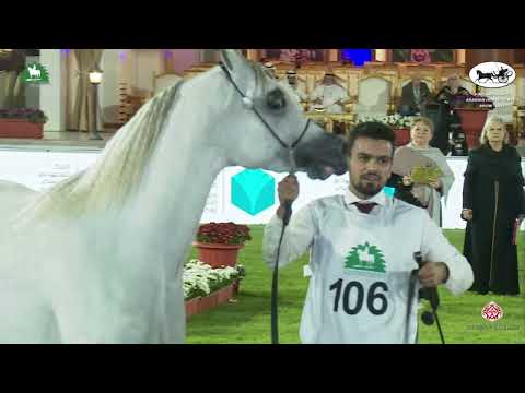 N 106 D RIHANAH   2021 KING ABDULAZIZ ARABIAN HORSE CENTER SHOW   Fillies 3 Years Old Class 3