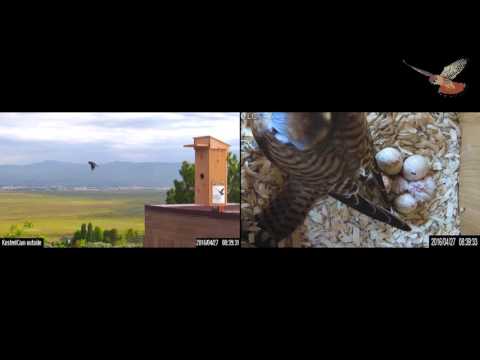 American Kestrel Female Defends Newly-hatched Nestling from Starling