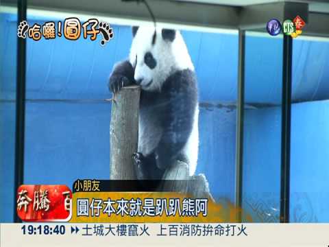 圓仔萌翻了! 過年全台"人氣王"