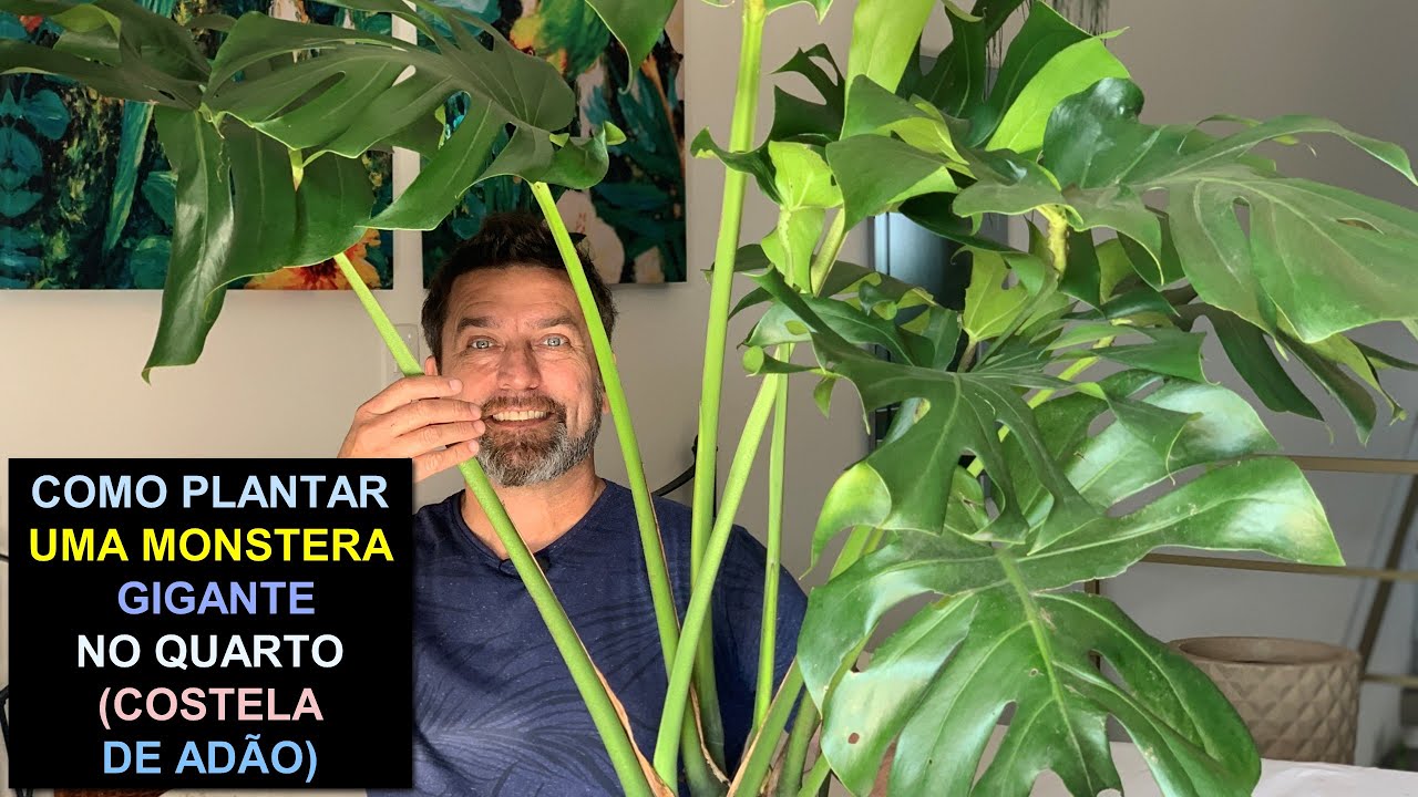 Como Plantar Uma Monstera Gigante no Quarto (Costela de Adão)