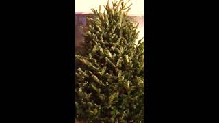 T. Graham Brown - Christmas Light Tangle - Remember the Reason