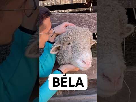 Milyen állatot simogassunk legközelebb?😅