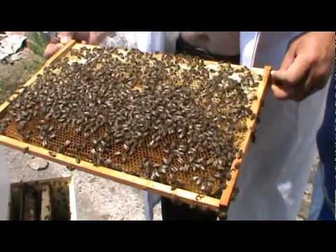 1. Apicultura Video - Matca din roinita ajunge in 2 pasi la comanda Bio Stupului 1/2