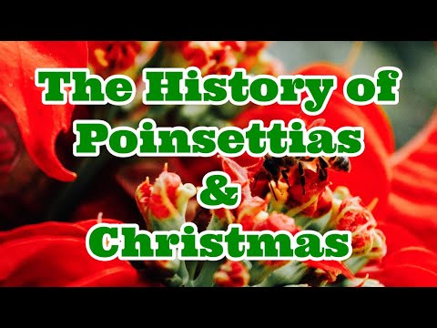 The History of the Poinsettia and Christmas - Christmas Flower