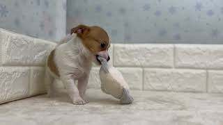 ハーフ犬の動画01