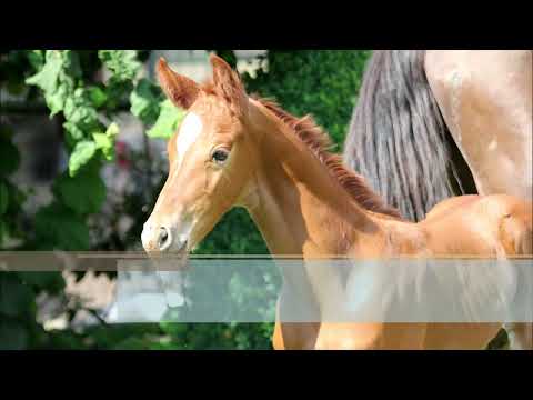 Hengstfohlen von Fürst Jazz - Krack C - Argentinus