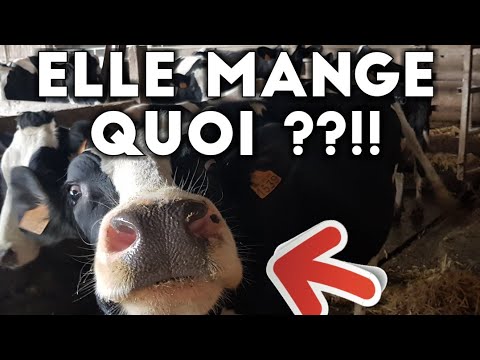 download lagu mp3 mp4 La Vache Mange Quoi, download lagu La Vache Mange Quoi gratis, unduh video klip La Vache Mange Quoi