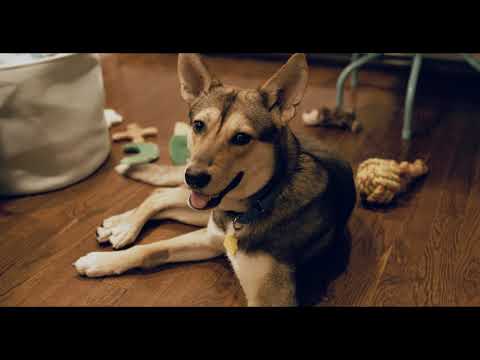 Reese, an adopted Shepherd & Hound Mix in Long Beach, NY_image-1