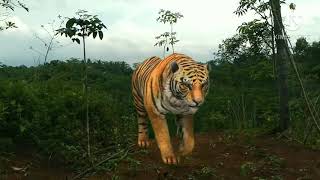 Download lagu Sang Prabu OST. Raden Kian Santang Cover Santo Drag'ster mp3