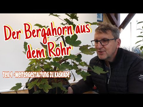 Bergahorn aus dem Rohr mit Vorbereitung zur Halbkaskade Teil 4 Pre-Bonsai 2023/38