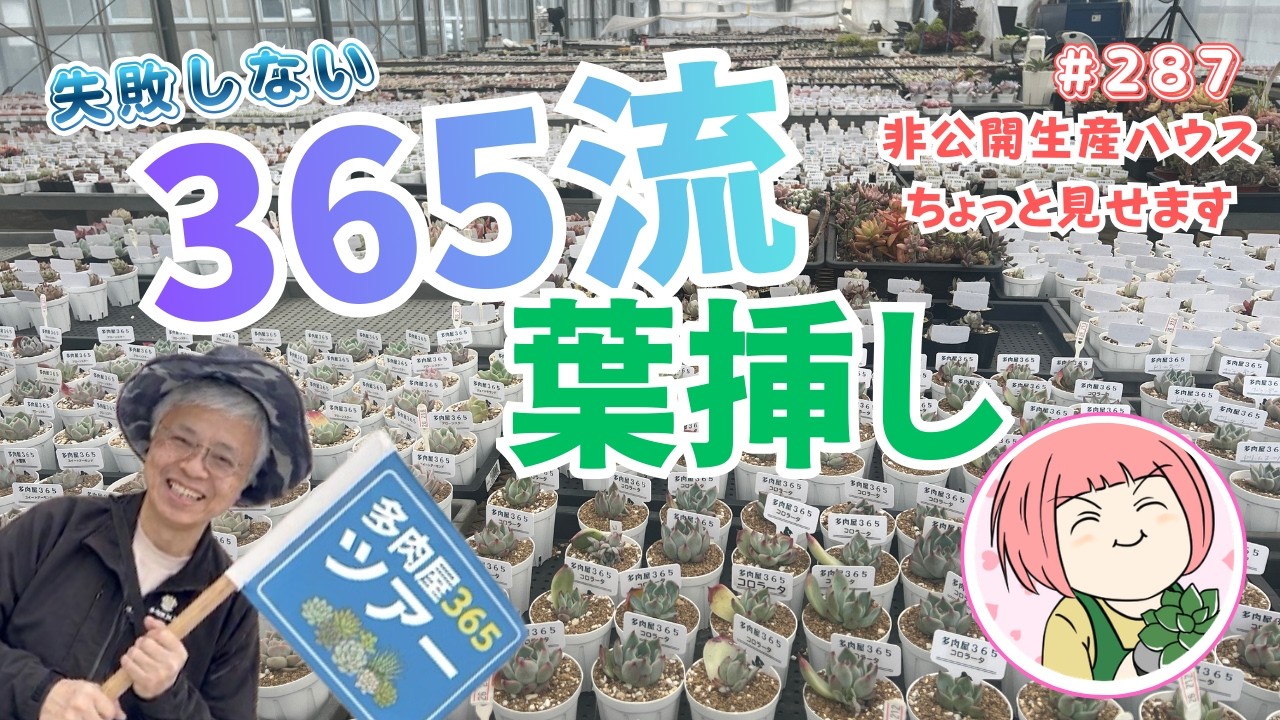 【多肉植物】多肉の葉挿し、実はこうしてます。生産ハウスの裏側も公開No287