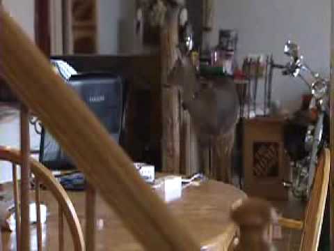 Dinner in bed for Millie and her pet dog!